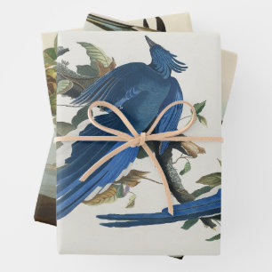 Audubon Columbia Jay Black Throated Magpie Jay Geschenkpapier Set