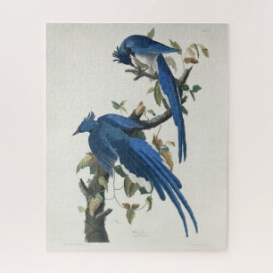 Audubon Columbia Jay Schwarzkopf Elsterjay