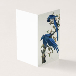 Audubon Columbia Jay Schwarzkopf Elsterjay