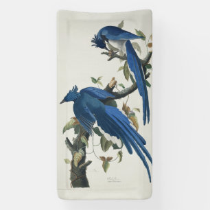 Audubon Columbia Jay Schwarzkopf Elsterjay Banner