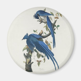 Audubon Columbia Jay Schwarzkopf Elsterjay Magnet
