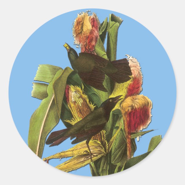 Audubon Common Grackle Bird Art Stickers (Vorderseite)