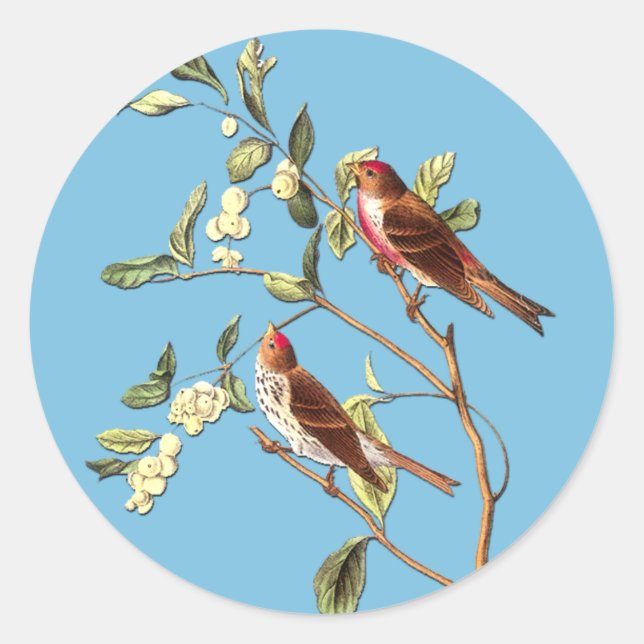 Audubon Common Redpoll Bird Art Stickers (Vorderseite)