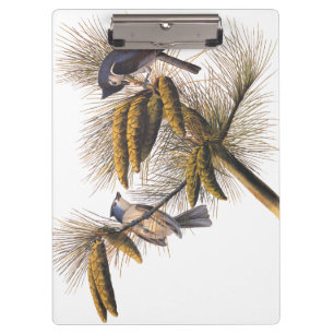 Audubon Crested Titmouse Birds in Pine Tree Klemmbrett