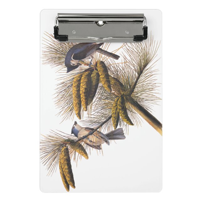 Audubon Crested Titmouse Birds in Pine Tree Mini Klemmbrett (Vorderseite)