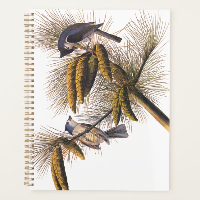 Audubon Crested Titmouse Birds in Pine Tree Planer (Vorderseite)