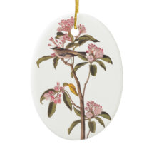 Audubon Cuviers Kinglet Mystery Bird