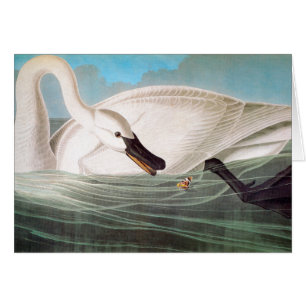 Audubon : Cygne de trompettiste