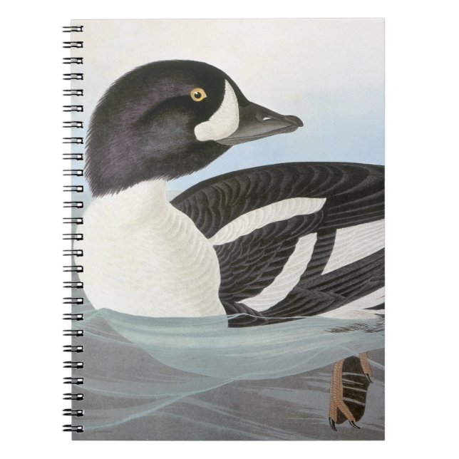 Audubon: Der Goldeneye des Karrens Notizblock (Vorderseite)