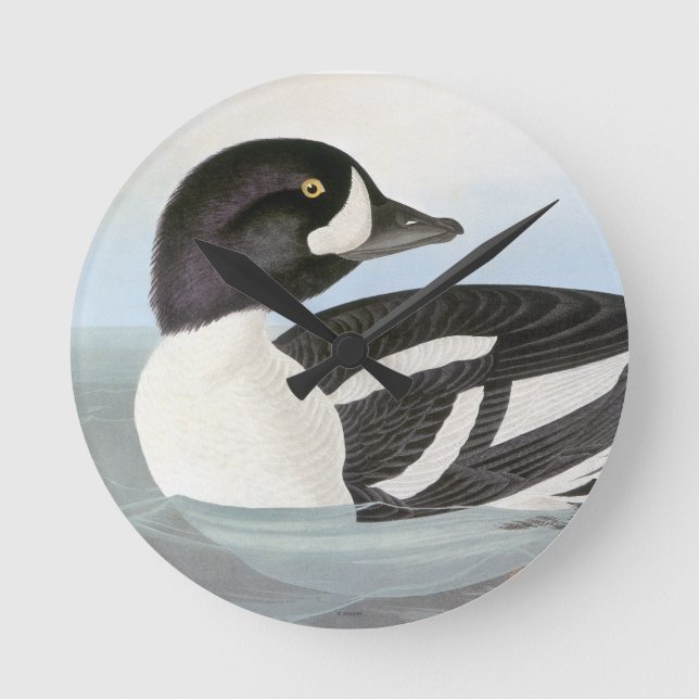 Audubon: Der Goldeneye des Karrens Runde Wanduhr (Vorderseite)