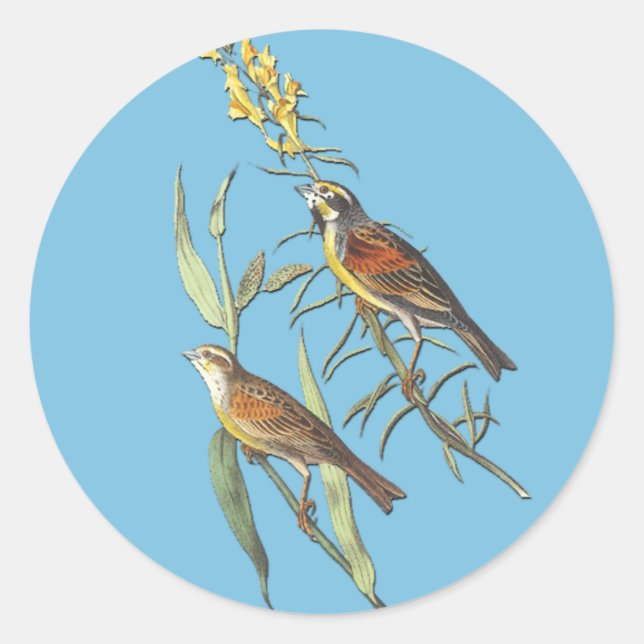 Audubon Dickcissel Bird Art Stickers (Vorderseite)