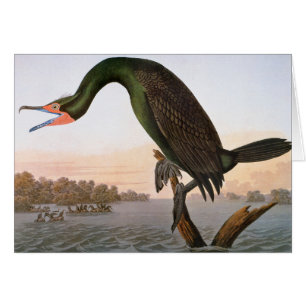 Audubon : Double Crested Cormorant
