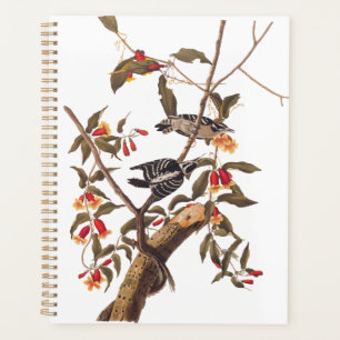Audubon Downy Pic Couple aux fleurs