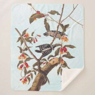 Audubon Downy Woodpecker Couple mit Blume Sherpadecke