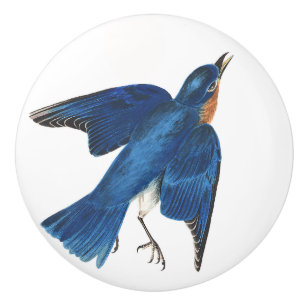 Audubon Drossel-Vogel-Tier-Tier-Griff Keramikknauf