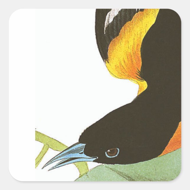 Audubon Druck von Baltimore Oriole Quadratischer Aufkleber (Vorderseite)