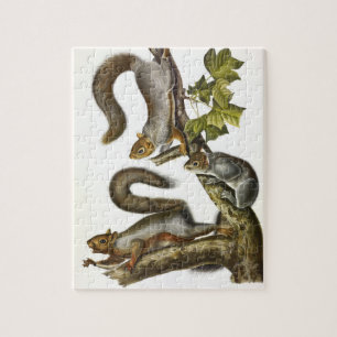 Audubon (Eastern Gray Eichhörnchen)