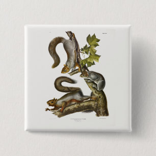 Audubon (Eastern Gray Eichhörnchen) Button