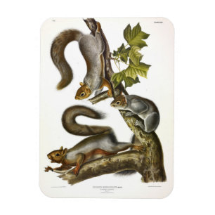 Audubon (Eastern Gray Eichhörnchen) Magnet