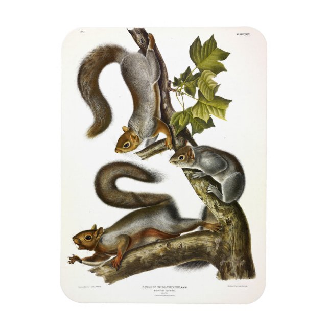 Audubon (Eastern Gray Eichhörnchen) Magnet (Vertikal)