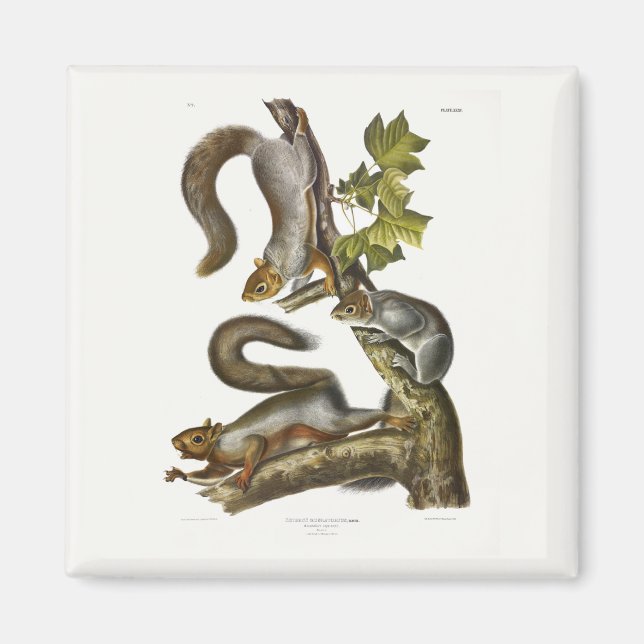 Audubon (Eastern Gray Eichhörnchen) Magnet (Vorne)