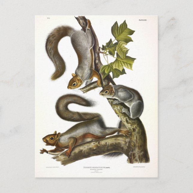 Audubon (Eastern Gray Eichhörnchen) Postkarte (Vorderseite)