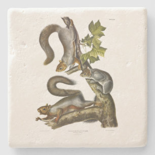 Audubon (Eastern Gray Eichhörnchen) Steinuntersetzer