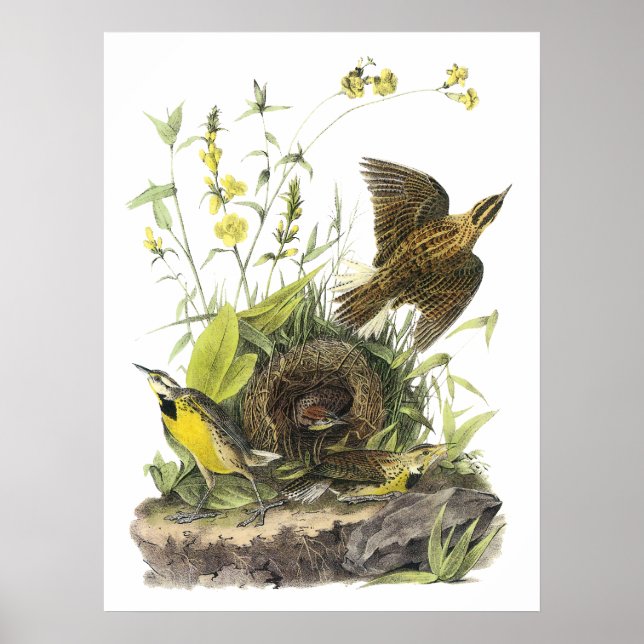 Audubon Eastern Meadowlard Poster (Vorne)