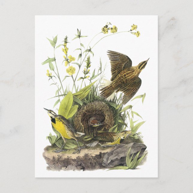 Audubon Eastern Meadowlard Postkarte (Vorderseite)