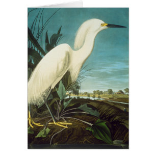 Audubon : Egret