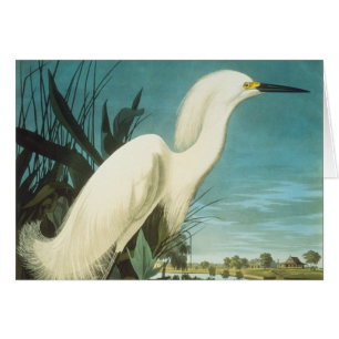 Audubon : Egret