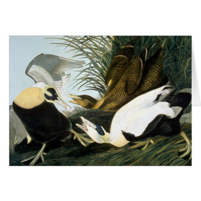 Audubon: Eider Duck (Vorderseite (Horizontal))