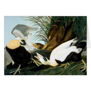 Audubon: Eiderenten-Ente