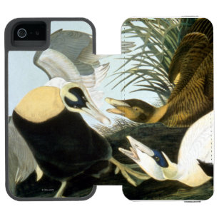 Audubon: Eiderenten-Ente Incipio Watson™ iPhone 5 Geldbörsen Hülle