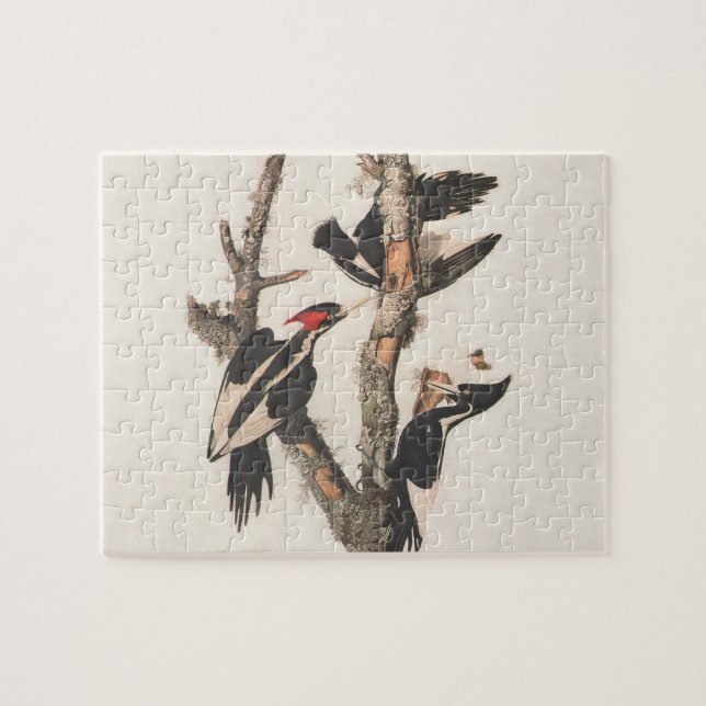 Audubon Elfenbeinspecht (Horizontal)