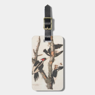 Audubon Elfenbeinspecht Gepäckanhänger