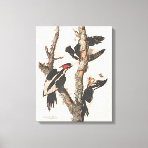 Audubon Elfenbeinspecht Leinwanddruck