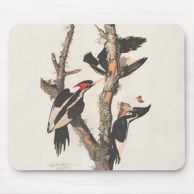 Audubon Elfenbeinspecht Mousepad (Vorne)