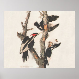 Audubon Elfenbeinspecht Poster