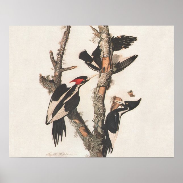 Audubon Elfenbeinspecht Poster (Vorne)
