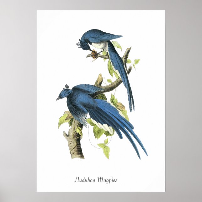 Audubon Elstern Vogel Poster (Vorne)