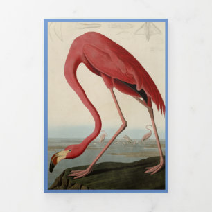 Audubon Flamingo Bird Print Template Dreifach Gefaltete Urlaubskarte