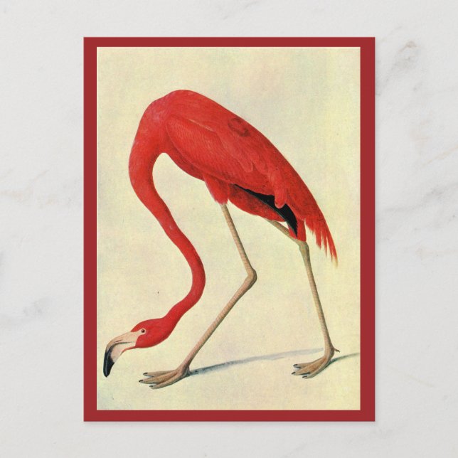 Audubon Flamingo Postcard Postkarte (Vorderseite)