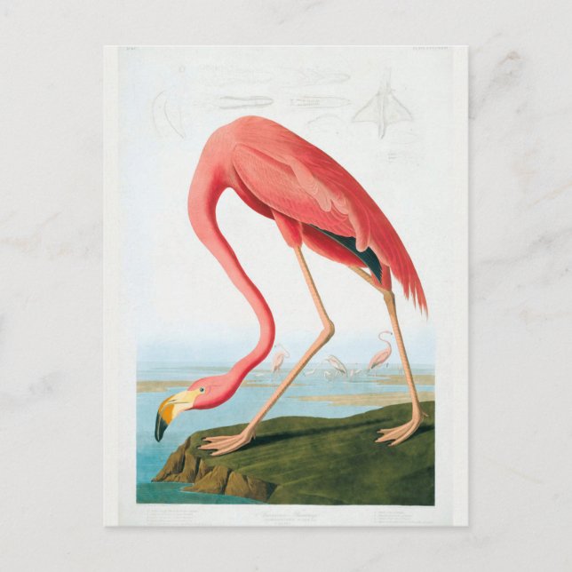 Audubon Flamingo Postkarte (Vorderseite)