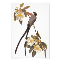 Audubon Fork-Tails Flycatcher Bird Vintage Kunst