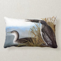 Audubon: Gemeiner Loon