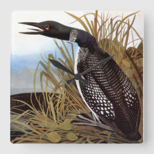 Audubon: Gemeiner Loon Quadratische Wanduhr