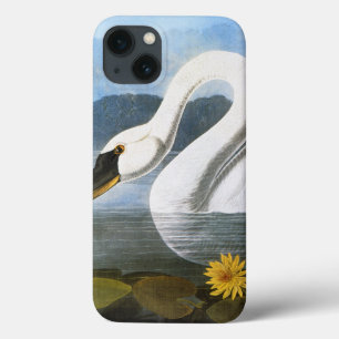 Audubon: Gemeiner Schwan title_seo2