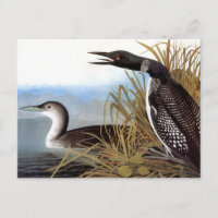Audubon: Gemeinsames Loon