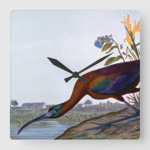 Audubon: Glattes IBIS Quadratische Wanduhr